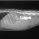 Illustration for article titled X-rays of the weird things that vets find inside pets